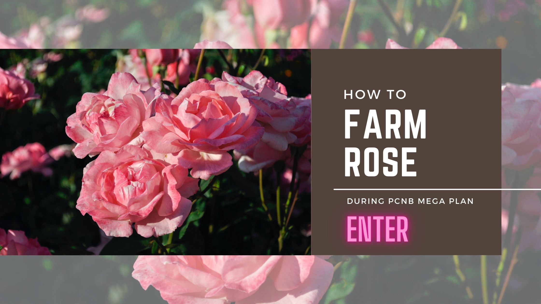 rose-farm-production-banner